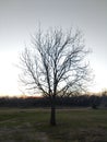 Tree in the Fall Royalty Free Stock Photo