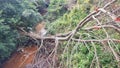 Tree Fallen into a Creek o the Fernleigh Track Royalty Free Stock Photo