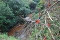 Tree Fallen into a Creek o the Fernleigh Track Royalty Free Stock Photo