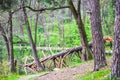 Tree fallen in the lake. Pine forest