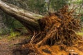 Tree fallen from the root in a forest Royalty Free Stock Photo