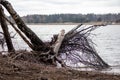 a tree with fallen roots on a background of water Royalty Free Stock Photo