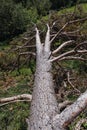 Tree fallen by storm Gloria Royalty Free Stock Photo
