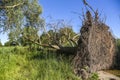 A tree fallen by the wind in summer with its roots visible Royalty Free Stock Photo