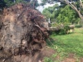 Tree is falling on a ground after storm Royalty Free Stock Photo
