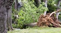 Tree falls across road during storm Royalty Free Stock Photo
