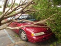 Tree falls on car after hurricane