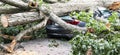 Tree falls and crushes car in driveway during storm Royalty Free Stock Photo