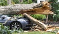 Tree falls and crushes car during storm Royalty Free Stock Photo