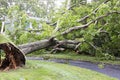 Tree falls over driveway and on to house during tropical storm Isaias Royalty Free Stock Photo