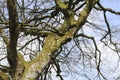 A tree with fancifully twisted branches.