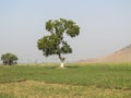 Tree in the farm