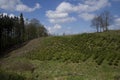 Tree farm nursery plantation