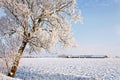 Tree and farm in a white winter landscape Royalty Free Stock Photo