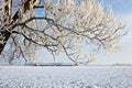 Tree and farm in a white winter landscape Royalty Free Stock Photo