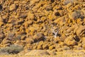 White Mopani Tree Rising out of Red Rocks