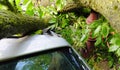 A tree fell on a car during a hurricane. Broken tree on a car close-up Royalty Free Stock Photo