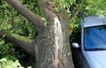 A tree fell on a car during a hurricane. Broken tree on a car close-up Royalty Free Stock Photo