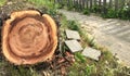 A tree fell on a car during a hurricane. Broken tree on a car close-up Royalty Free Stock Photo