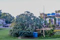 Tree Fell in Park by Mobil in Microburst Storm Royalty Free Stock Photo