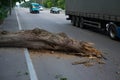 The tree fell on the road. Danger to traffic Royalty Free Stock Photo