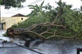 Tree that fell after a storm in the urban area. old tree trunk fallen in the city