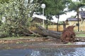 Tree that fell after a storm in the urban area. old tree trunk fallen in the city