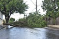 Tree that fell after a storm in the urban area. old tree trunk fallen in the city