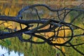 Tree fell into the water pond