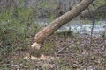 Tree felled by a beaver Royalty Free Stock Photo