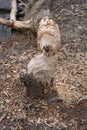 Tree felled by beaver Royalty Free Stock Photo