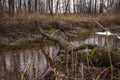 The tree felled by beavers lies in the river Royalty Free Stock Photo