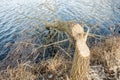 Tree felled by beavers Royalty Free Stock Photo