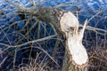 Tree felled by beavers Royalty Free Stock Photo