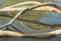 Tree felled by beavers in the water Royalty Free Stock Photo
