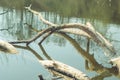 Tree felled by beavers in the water Royalty Free Stock Photo