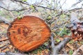A tree felled in the forest Royalty Free Stock Photo