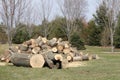 Tree, Felled, Trimmed, Bucked,