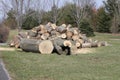 Tree, Felled, Trimmed, Bucked,