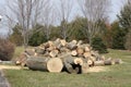 Tree, Felled, Trimmed, Bucked,