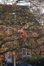 Tree feller tree surgeon safety at work Royalty Free Stock Photo