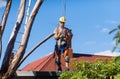 Tree Feller at work Royalty Free Stock Photo