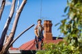 Tree Feller at work Royalty Free Stock Photo