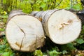 Tree felling Royalty Free Stock Photo