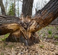 Tree felling a beavers work Royalty Free Stock Photo