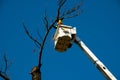 Tree Felling Royalty Free Stock Photo