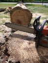 Tree felling: chainsaw with fallen tree