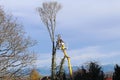 Tree felling with a crane Royalty Free Stock Photo