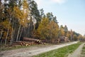 Tree felling. Deforestation. Logging  trees. Wood is a renewable source of energy. Autumn forest Royalty Free Stock Photo