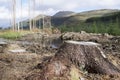 Tree felling forest scene chopped down trees for wood leaving bare landscape at Loch Lomond in Scotland uk